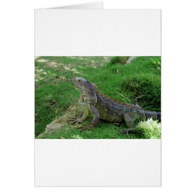 Reptiles Look.JPG (Frente)
