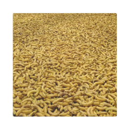 República Bananera 16 "x16" Arte Metalizado