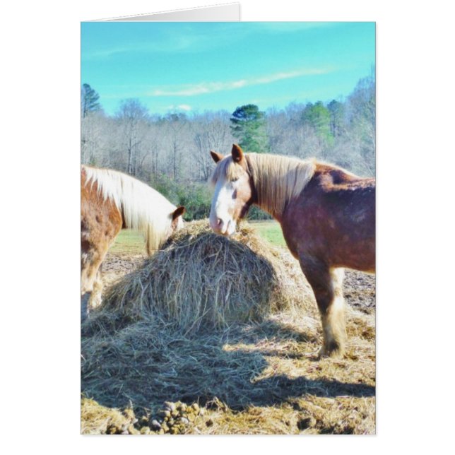 Rescatados Caballos Borradores comiendo heno (Frente)