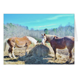 Rescatados Caballos Borradores comiendo heno