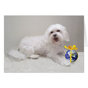 Rescate de Perro Blanco Pequeño (Maltés)