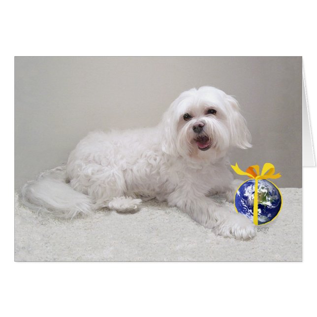 Rescate de Perro Blanco Pequeño (Maltés) (Anverso (Horizontal))