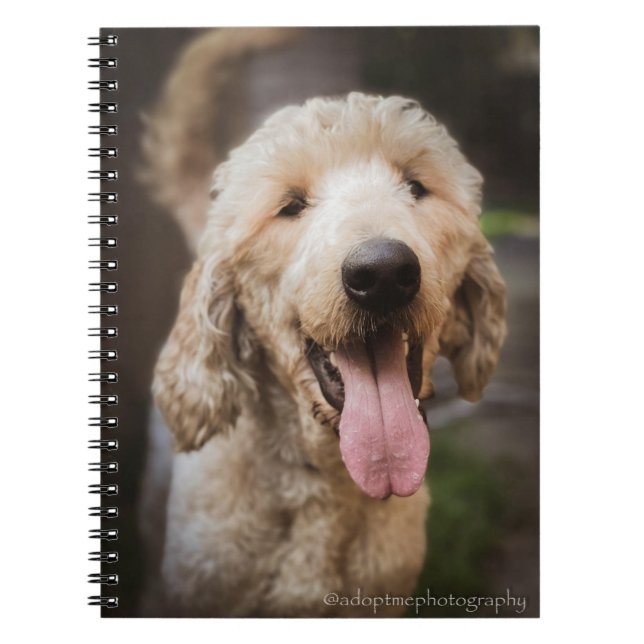 Rescate de perro sonriendo cuaderno de caniche est (Frente)