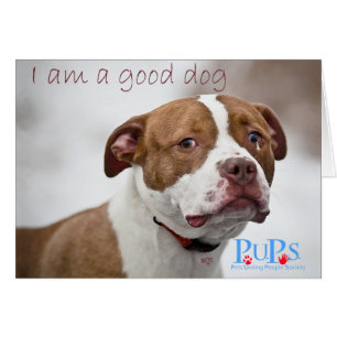 Rescate de Pit Bull Buen Perro