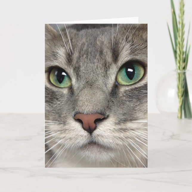 Rescate del gato de Greyfoot - esos ojos - tarjeta (Anverso)