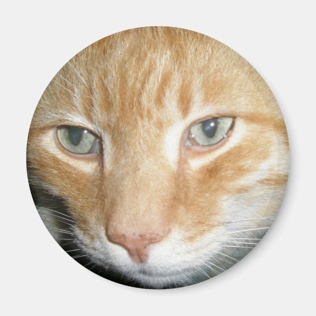 Rescate del imán del gato (Frente)