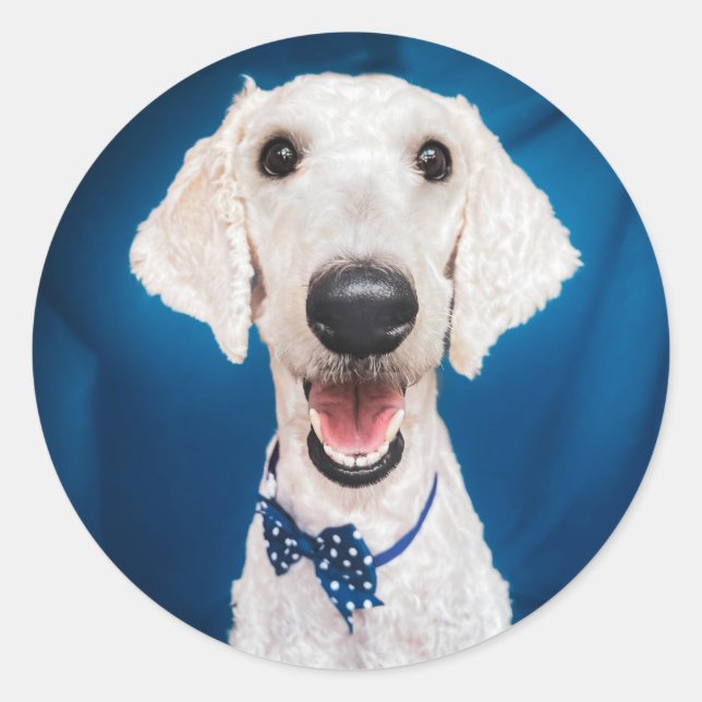 Rescue dog Poodle Classic Round Pegatina (Anverso)