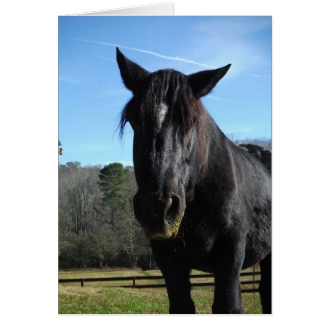 Rescued Black Draft Horse (Frente)