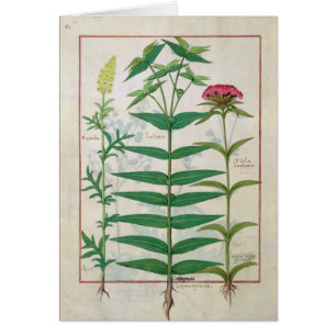 Reseda, euforbio y clavel