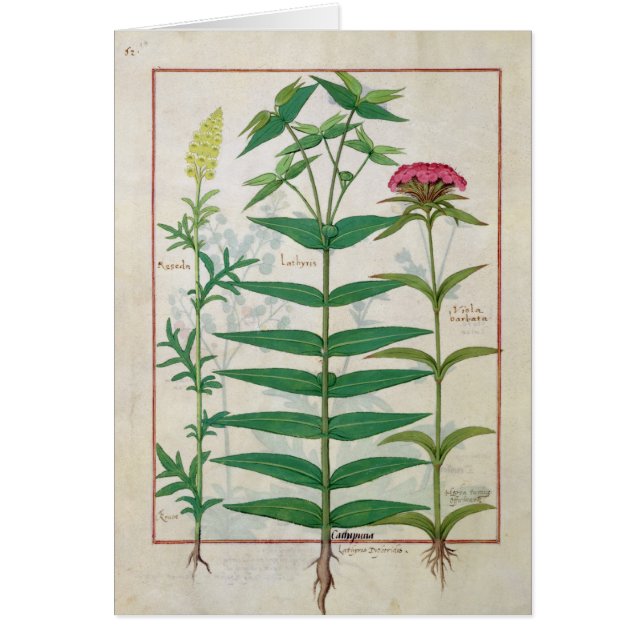 Reseda, euforbio y clavel (Frente)