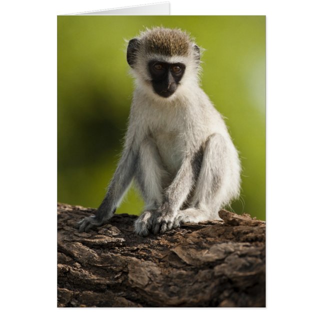 Reserva de caza Samburu, Kenia, mono vervet, (Frente)