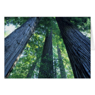 Reserva Estatal de Montgomery Woods, California.