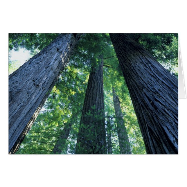 Reserva Estatal de Montgomery Woods, California. (Anverso (Horizontal))