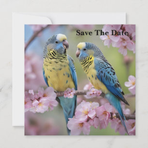 Reserva La Fecha Armonía de primavera: periquitos azules y amarillo