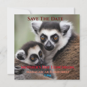 Reserva La Fecha **"El amor de una madre: Mami y bebé Lemur Cudling