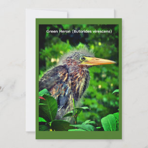 Reserva La Fecha Garza Verde (Butorides virescens)
