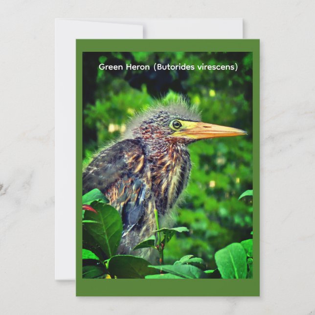 Reserva La Fecha Garza Verde (Butorides virescens) (Anverso)