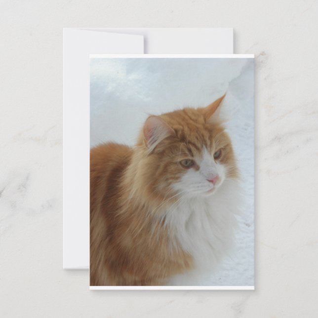 Reserva La Fecha Gato_del_bosque_noruego (Anverso)