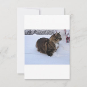 Reserva La Fecha gato del bosque noruego en la nieve