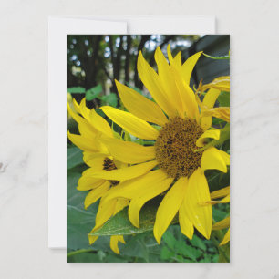 Reserva La Fecha Girasol