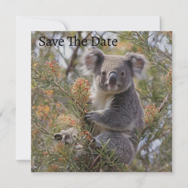 Reserva La Fecha Grevillea Koala Bear, (Anverso)