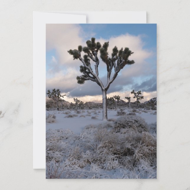 Reserva La Fecha Joshua Tree Snowy Morning #2 (Anverso)