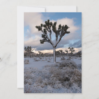 Reserva La Fecha Joshua Tree Snowy Morning #2