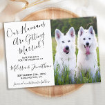 Reserva La Fecha Modern Photo Personalized Dogs Photo Pet Wedding<br><div class="desc">Let your Best Dogs or dog and cat announce your wedding with this super cute 'Our Humans Are Getting Married' pet dog save the date cards. Customize with your favorite photo, and personalize with names, date, and wedding location. COPYRIGHT © 2020 Judy Burrows, Black Dog Art - All Rights Reserved....</div>