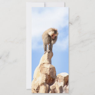 Reserva La Fecha Mono babuino en la cima de una montaña