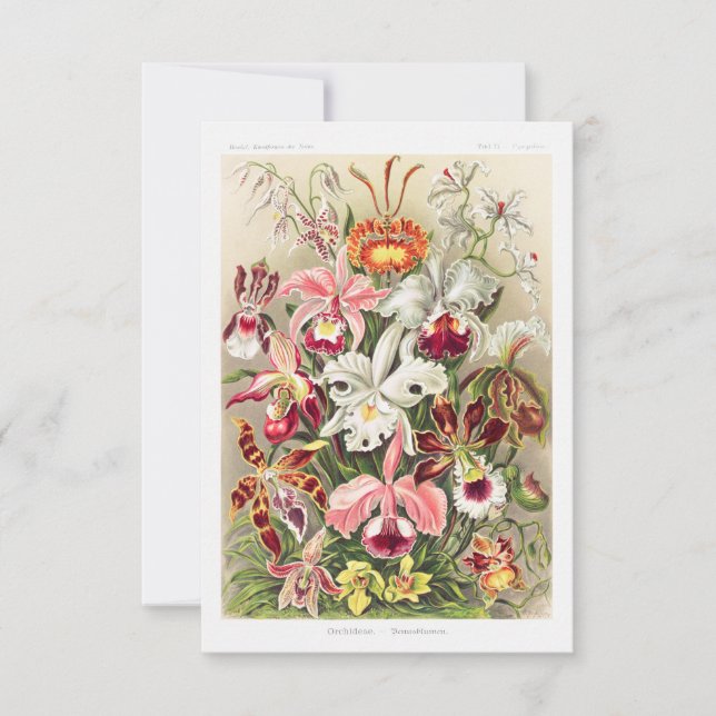 Reserva La Fecha Orchideae Denusblumen A Giltsch By Ernst Haeckel (Anverso)