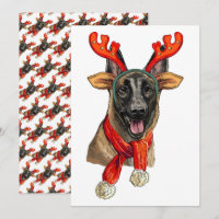 Perro de navidades Malinois