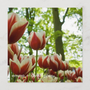 Reserva La Fecha Tulipanes rojo y blanco DSC0869