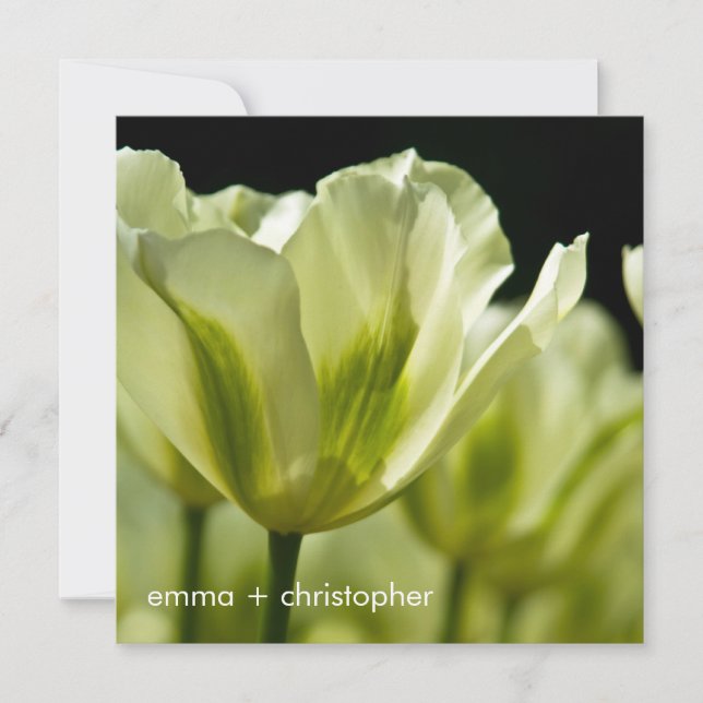 Reserva La Fecha Tulipanes variados en blanco y verde DSC0856 (Anverso)
