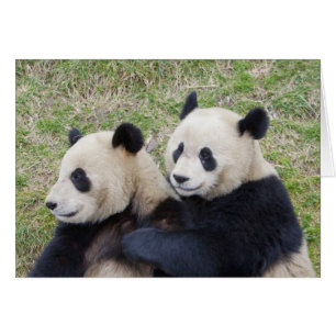 Reserva Wolong, China, Oso panda gigante abrazando