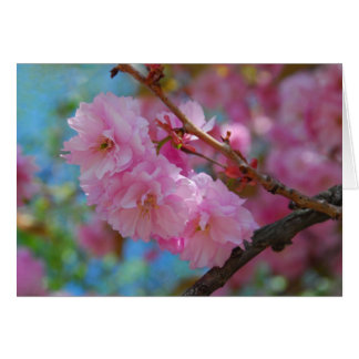 Respira hondo flores de cerezo rosado
