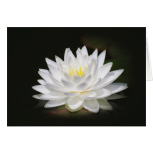 Resplandor del lirio de agua