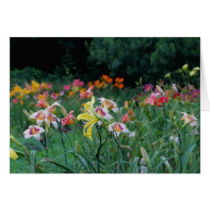Resplandor máximo - Daylilies