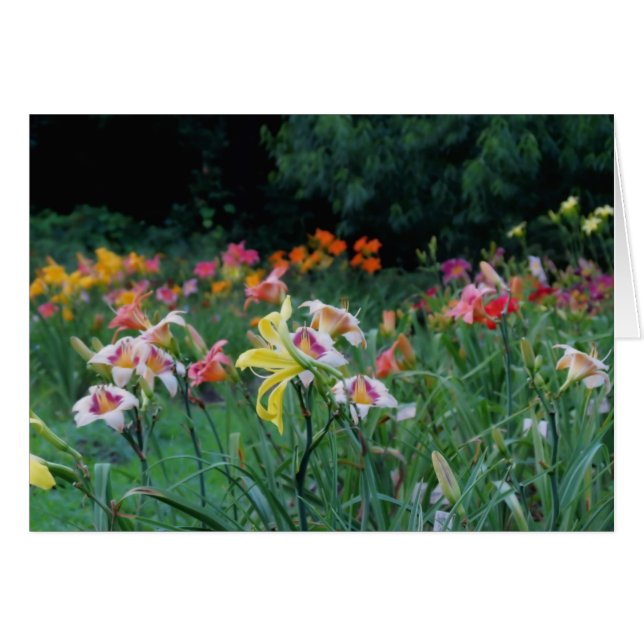 Resplandor máximo - Daylilies (Anverso (Horizontal))