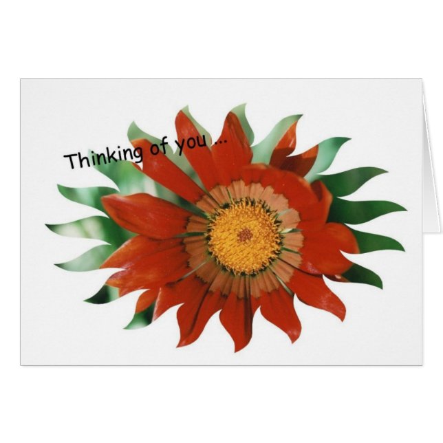 Resplandor solar del Gazania (Anverso (Horizontal))