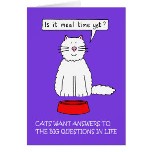 Responde a las preguntas de su gato el día de ener