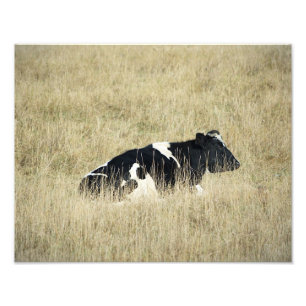 Resting Cow - Fotografía