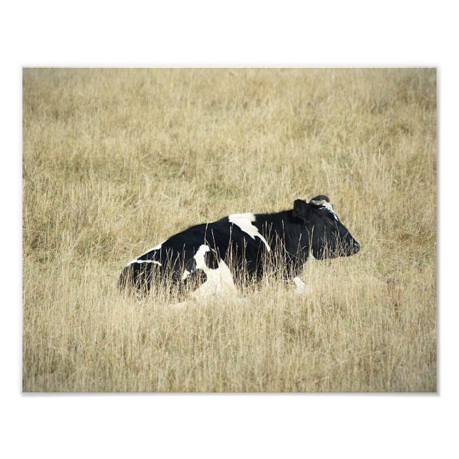 Resting Cow - Fotografía (Frente)