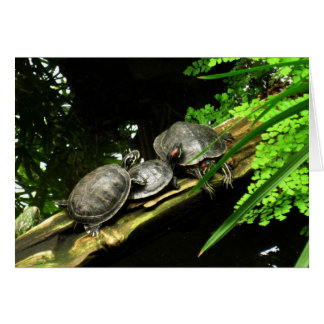 Resto de las tortugas en blanco