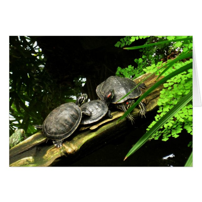 Resto de las tortugas en blanco (Anverso (Horizontal))