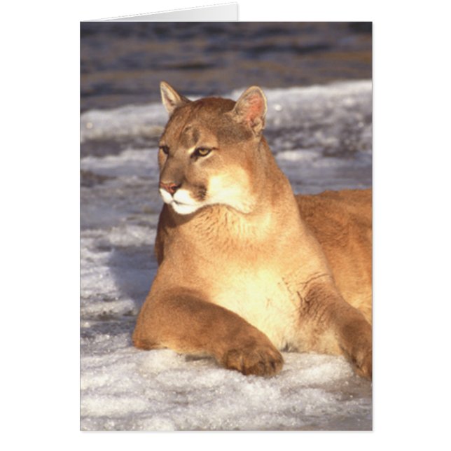 Resto del puma (Frente)