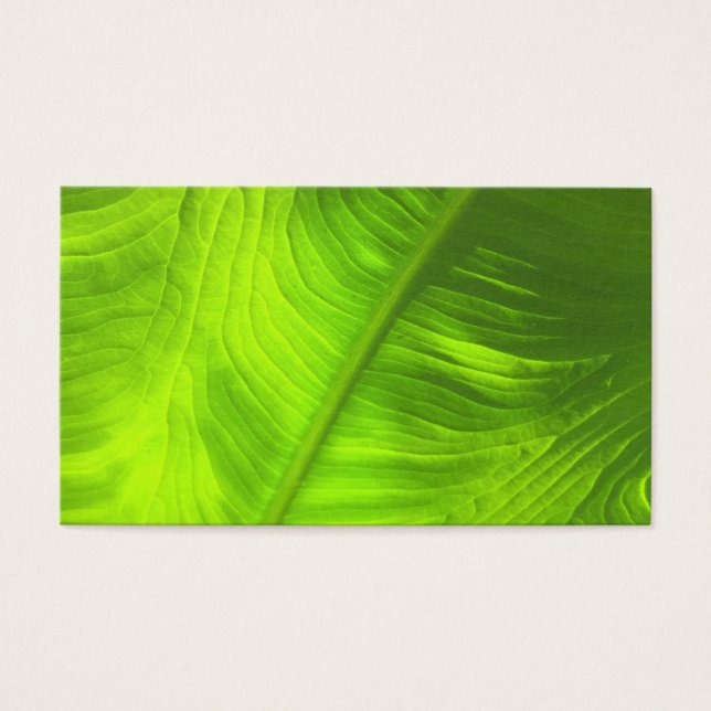 Resumen de la foto del oído elefante con el dorso  (Frente)