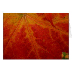 Resumen de la hoja de arce roja Fotografía de la n