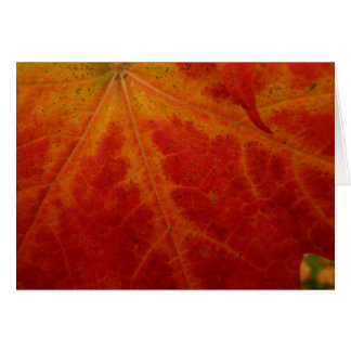 Resumen de la hoja de arce roja Fotografía de la n