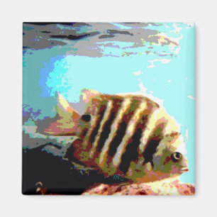 Resumen Imán de peces a rayas