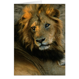 Retrato africano de leones